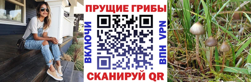 Псилоцибиновые грибы Psilocybe  Купить где  Волгореченск 
